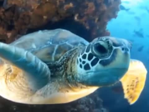 imagen Descubriendo Las Islas Galápagos