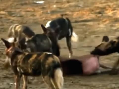 imagen La Jauría: Perros Salvajes