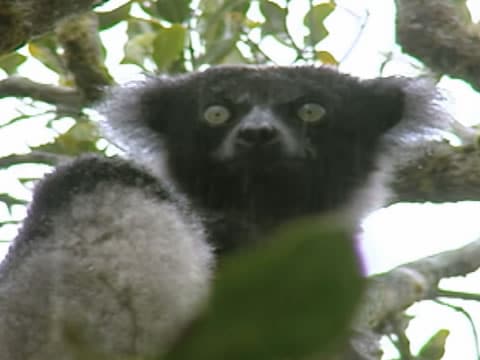 imagen Madagascar: Hijos De Lemuria