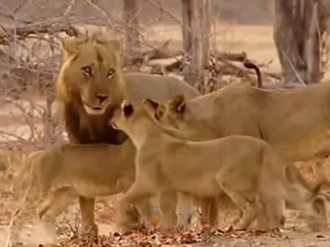 imagen Reino De Leones: Noche Y Día