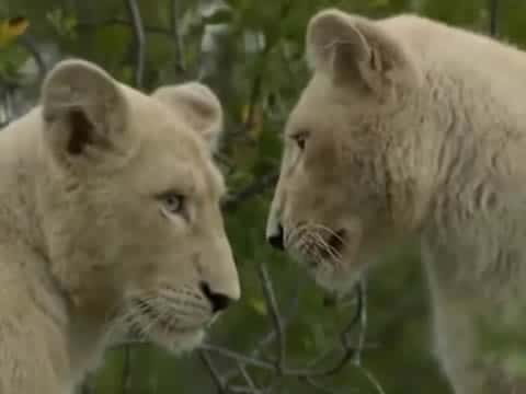 imagen Leones Blancos: Nacidos Salvajes