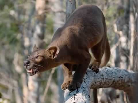 imagen Madagascar: Las Galápagos De África