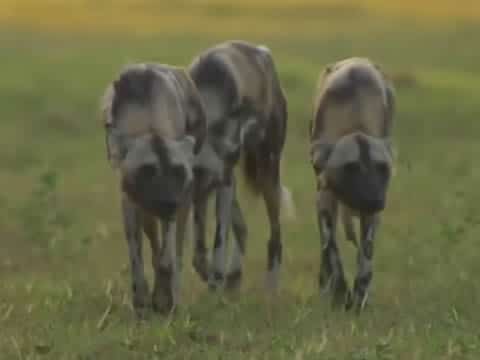 imagen Perros En Territorio De Leones