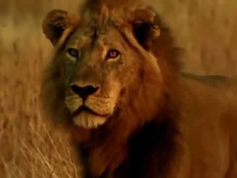 imagen Territorio De Leones: Cazador De Gigantes