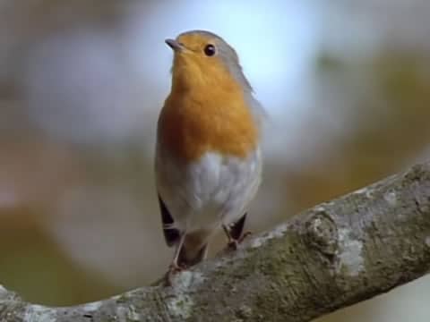 imagen Las Alas De La Naturaleza