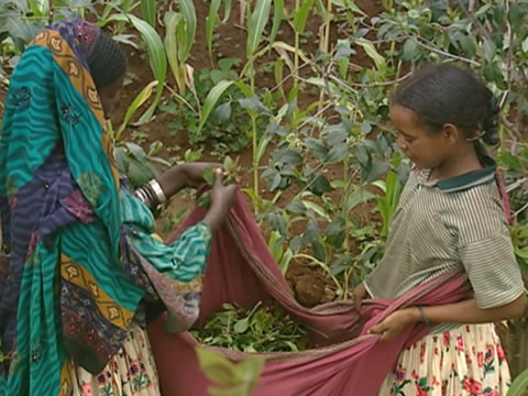 imagen Harar, La Manzana De Adán