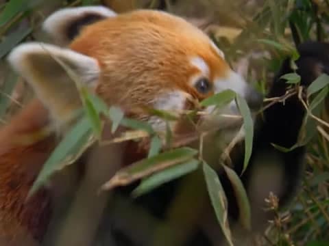 imagen Indochina Salvaje: El Jardín Secreto De China