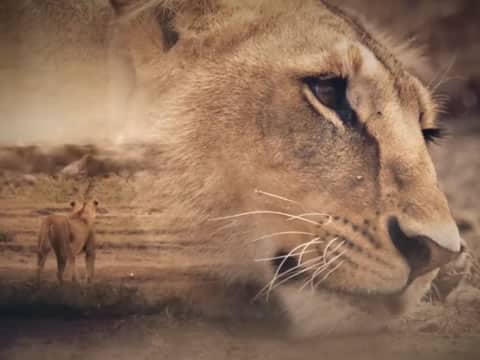 imagen Leones: La Lucha Por La Supervivencia