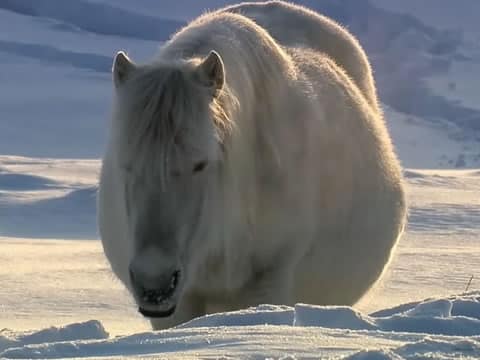 imagen Rusia Salvaje: Siberia