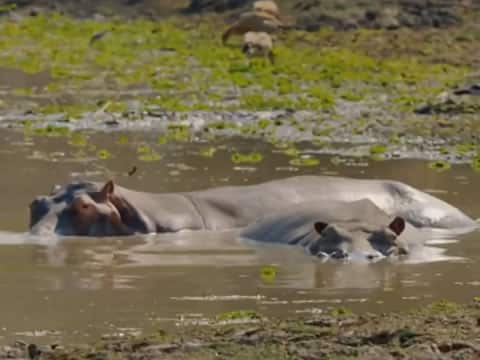 imagen El Valle Indómito: La Laguna De Los Hipopótamos