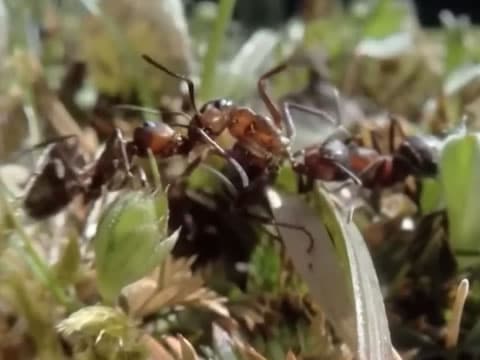 imagen Attenborough Y La Montaña De Las Hormigas