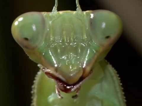 imagen Monstruos Alienígenas: Mantis Religiosa