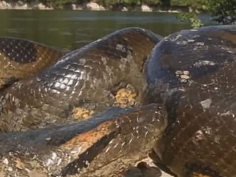 imagen Anaconda: Asesino Sigiloso