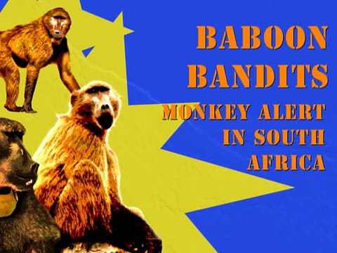 imagen Bandidos Babuinos: Alerta De Monos En Sudáfrica