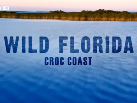 imagen Wild Florida: Costa Cocodrilo