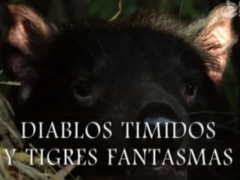 imagen Diablos Tímidos Y Tigres Fantasmas