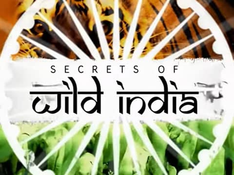 Secretos De La India Salvaje: El Reino Del Elefante