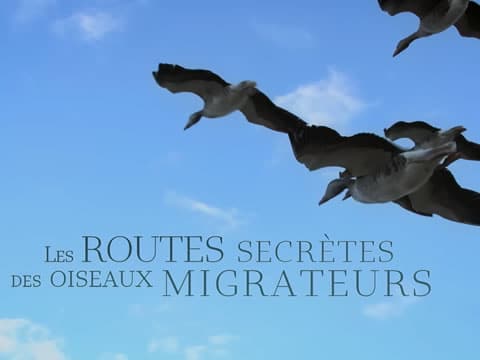 imagen Las Rutas Secretas De Las Aves Migratorias